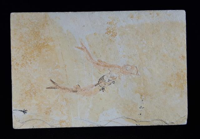 Leptolepides sprattiformis (BLAINVILLE 1818) - Bild © FossNet FossilienStore
